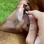 Eine Hand reinigt mit der weichen Spitze eines CLICswab Wattestäbchens vorsichtig das Innenohr des Hundes.