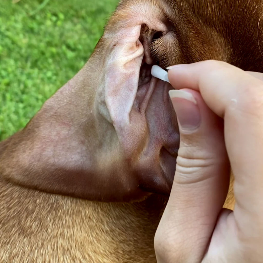 Eine Hand reinigt mit der weichen Spitze eines CLICswab Wattestäbchens vorsichtig das Innenohr des Hundes.
